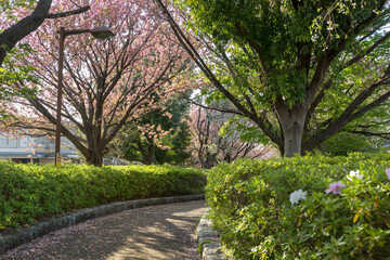 さくらの散歩道＜神奈川県大和市つきみ野7丁目＞