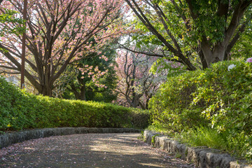 さくらの散歩道＜神奈川県大和市つきみ野7丁目＞