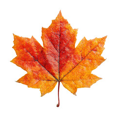 Fototapeta premium Autumn leaf nature colorful detail isolated on transparent background