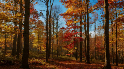 Obraz premium A wide autumn forest with trees turning golden and red