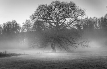 Noir et blanc avec un ch&ecirc;ne solitaire dans la brume, de fa&ccedil;on artistique et &eacute;motive