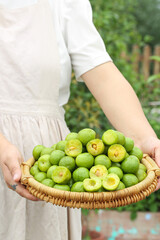 Fresh Green Plums in Wicker Basket Held by Woman in Garden