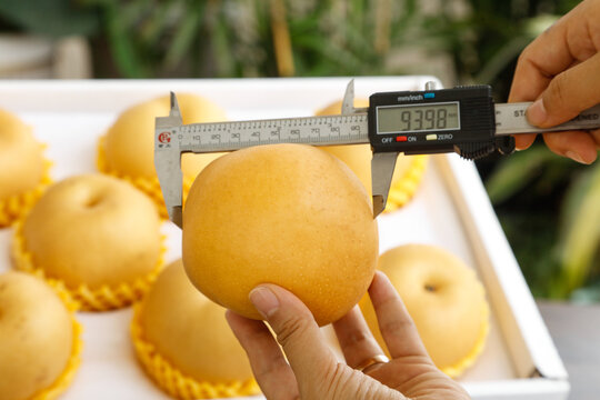 Hand measuring golden pear with digital calipers for fruit quality control and packaging