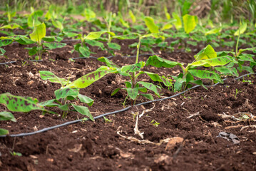 Growing Banana (musa) crop with dew drops on leaves. Beautiful agricultural background. Banana plantation. Planting at field