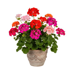 Obraz premium Vibrant geranium bouquet in ornate pot on transparent background