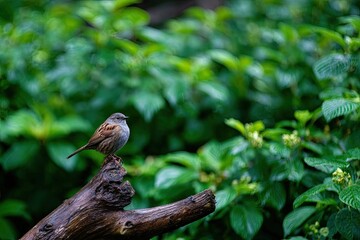 Obraz premium Small bird perched on a weathered branch amidst lush greenery