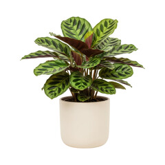 Fototapeta premium Vibrant calathea houseplant in elegant white pot with lush green foliage