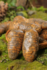 Fresh Muddy Tianma Tubers from Zhaotong Alpine Region - Traditional Chinese Medicine Herbs
