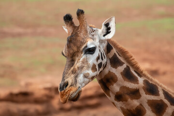 Obraz premium Close-up portrait of a giraffe with natural background in wildlife habitat