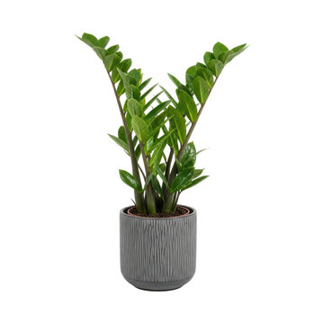 Healthy green zamioculcas plant in textured grey pot on transparent background