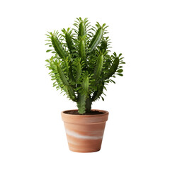 Fototapeta premium Green cactus plant in terracotta pot on transparent background