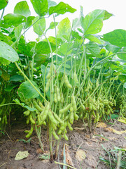 Fresh Soybean Plants Ready for Picking in Yunnan Mountains China Agricultural Farming