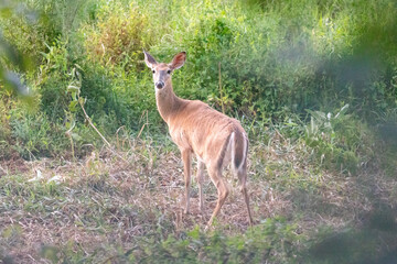 deer in the woods