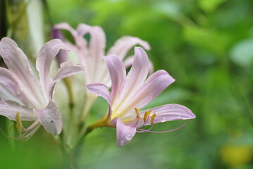 Fototapeta premium ナツズイセン (夏水仙)
