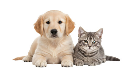Obraz premium Cute golden retriever puppy and grey tabby kitten together.