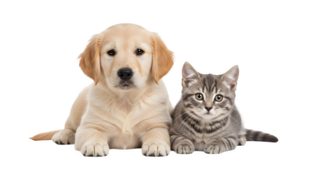 Cute golden retriever puppy and grey tabby kitten together.