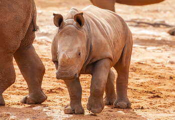 Obraz premium Baby white rhinoceros standing on dry ground in wildlife habitat