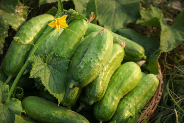 Fresh Picked Cucumbers in Basket with Yellow Flower - Northeastern Garden Harvest