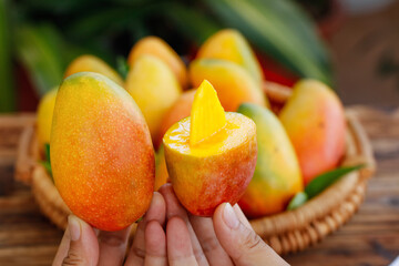 Fresh Hainan Mangoes Held in Hands - Tropical Fruit Harvest in Wicker Basket