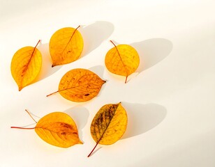 Autumn leaves on white background (1)