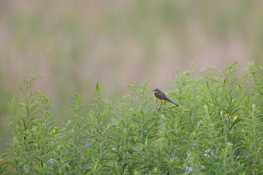 Schafstelze (Motacilla flava) auf Pflanze &ndash; kleiner Wiesenvogel mit gelbem Gefieder, freigestellt mit Bokeh und harmonischem Hintergrund, Wildlife Fotografie in Sommerwiese