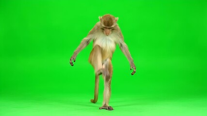 Monkey standing on hind legs on green screen, looking down. Primate walking on chroma key background.