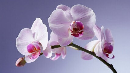 Elegant Pink Orchids in Bloom Against a Soft Background