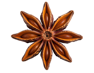 Star anise pod opened into flower-like star shape showing aromatic seeds, warm brown spice macro on isolated background