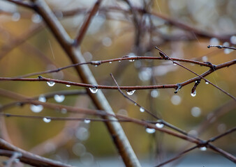 Close-up of raindrops on thin branches during rainy day with blurred background