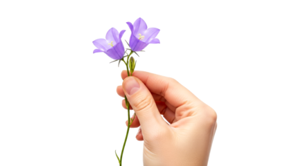 a gentle hand offering delicate bluebells a symbol of silent wishes and tranquil moments, isolated on transparent background