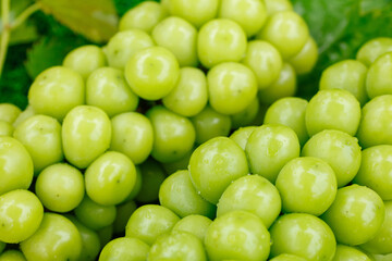 Fresh Green Grapes Close-up - Healthy Organic Fruit Background