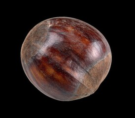 Single Chestnut on White Background Close Up