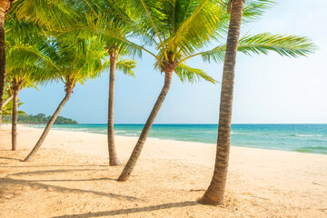 Sunny tropical beach with tall palm trees casting shadows on the sand and calm blue ocean with nobody, Phu Quoc island, Vietnam. Beach holidays, summer travel, tropical resort and retreat concept