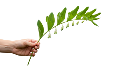 a gentle hand extends natures delicate artistry offering a graceful sprig of solomons seal, symbolizing purity and springs promise, isolated on transparent background