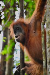 The jungle acrobat