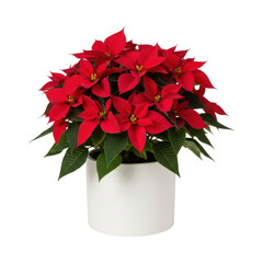 Vibrant red poinsettia in white pot on transparent background