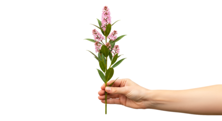 a gentle hand offers delicate spirea symbol of hope, renewal, and springs promise, isolated on transparent background