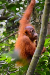 Life among the branches