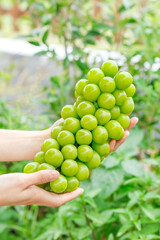 Fresh Green Grapes in Hands with Natural Sunshine and Vineyard Background