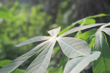 A close-up view of a vibrant cassava leaf, its palmate structure beautifully illuminated by soft, filtering sunlight against a lush, blurred green background