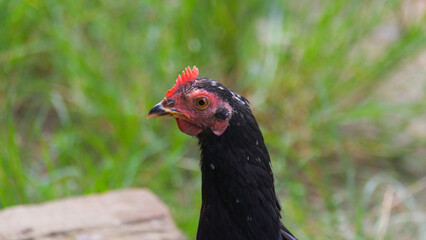 Close-Up of a Black Hen Outdoors