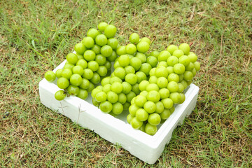 Fresh Green Grapes in White Wooden Crate on Grass Lawn in Sunshine