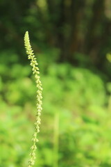 Close-up of a single, slender green plant stalk showcasing the delicate simplicity of nature against a soft, blurred forest background