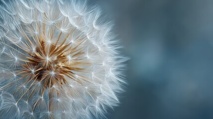 Fototapeta premium A close up of a flower with a white center and red petals. The flower is surrounded by green grass