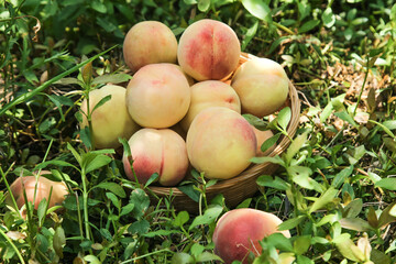 Fresh Yangshan Peaches in Wicker Basket - Organic Fruit Harvest by Growers