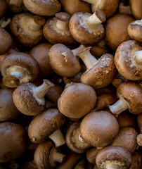 mushrooms on the market
