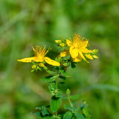 St. John's wort Hypericum perforatum
