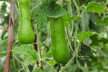 Fresh Farm-Grown Bottle Gourds Growing on Vine in Organic Garden