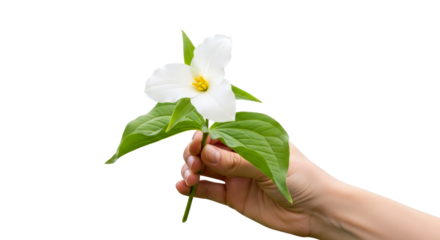 a hand offering a delicate white trillium natures purest embrace, isolated on transparent background