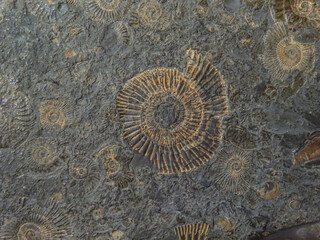 Fossilized ammonites embedded in rock, prehistoric marine creatures preserved © Alex Malt